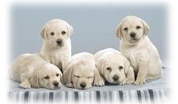 吃瓜娱乐酱小狗拍照