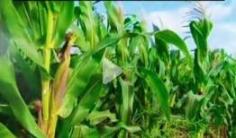 5.1吃瓜网官网,揭秘娱乐圈最新热点，带你畅游八卦海洋