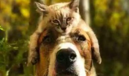 吃瓜娱乐酱小狗拍照