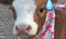 娱乐吃瓜酱咕噜,揭秘娱乐圈那些不为人知的幕后故事